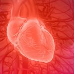 3d rendering of the human heart anatomy