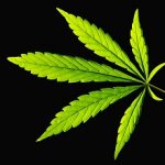 leuchtendes Cannabis Blatt auf schwarzem Hintergrund
