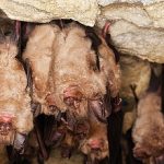 Greater Horseshoe Bat, rhinolophus ferrumequinum, Colony Hibernating in a Cave, Normandy