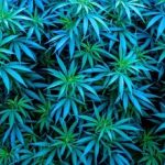 Blue cannabis strains background marijuana Blue Dream