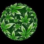 Christmas Ball  and Cannabis leaves vector illustration