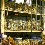 Witch Doctor Supply Store in Johannesburg Selling Plants, Parts of Animal and Herbs for Traditional African Medicines