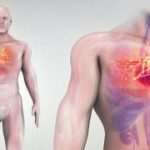 3D illustration of Heart – Part of Human Organic.