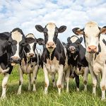 Group of cows together gathering in a field, happy and joyful and a blue cloudy sky.