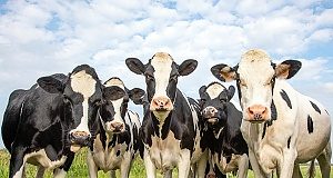 Cow milk while breastfeeding may reduce the child's food allergy risk