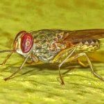 14-MB-Research Africa-04-02-2021-2-Tsetse Fly-Glossina species-Gorongosa-Mozambique-Photo-Wikimedia Commons-Judy Gallagher