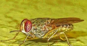 Repurposing of orphan drug to control transmission of African trypanosomiasis