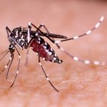 5-MB-Editors Picks-29-04-2021-Mosquito-iStock-511984734