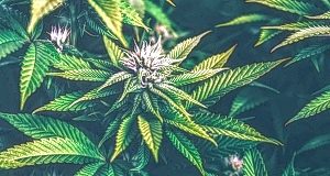 Lesotho grower is Africa’s first to sell medicinal cannabis flower to EU