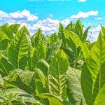 11-MB-Talking Points-27-05-2021-1-Tobacco-crop-iStock