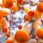 11-MB-Harm Reduction-02-09-2021-1-Mushroom-Psilocybe-Magic-Cubensis-iStock-1282317149