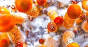 Research probes ‘magic’ mushrooms to treat depression, addiction and PTSD