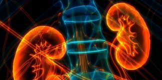 Stellenbosch study assesses SA’s acute shortage of nephrologists