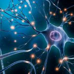 3-MB-Focus-28-10-2021-Neuro-Nervous system-neurology-science-iStock-1216658919
