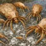 9-MB-Talking Point-25-11-2021-Lice-iStock-491943727
