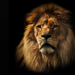 4-MB-Focus-20-02-2022-Lion-1-iStock-188048074