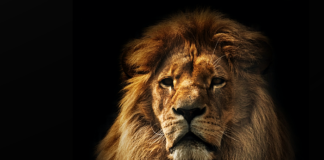 Reverse zoonoses in COVID-infected lions and pumas at Gauteng zoo