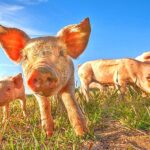 7-MB-Frontlines-27-01-2022-1-Piglets-Pig-iStock-153560796