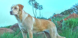 Pet ownership associated with slower cognitive decline, reduced disabilities in older people