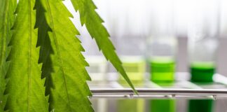 Labat enters agreement with CSIR to produce medicinal cannabis