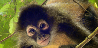 ‘Drunken monkey’ hypothesis sheds light on human taste for booze