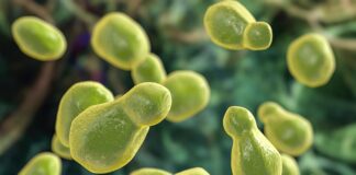 Regulatory approval of flucytosine just a first step in treating of cryptococcal meningitis