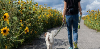 Gradual slower gait a sign of cognitive decline – Australian study