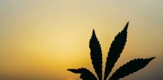 Recreational cannabis legalisation significantly increases youth usage – large US study