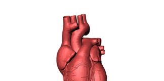 Scientists a step closer to building artificial heart for human transplantation