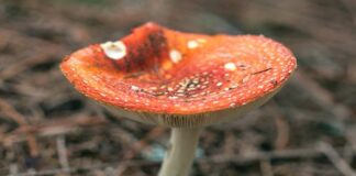 US young adults using cannabis and hallucinogens at highest rates ever – NIH