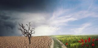 Environmental factors worsen neurologic health – US review of 30 years’ research