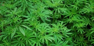 SA’s first chronic pain clinical trial to explore cannabis as alternative to opioids