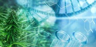 First US guidelines for combination of cannabis and anaesthesia