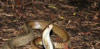 Deadly risks in delaying treatment of bacterial infection after snake bite – Namibian study