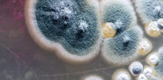 Mould, the silent killer, under-reported and misunderstood