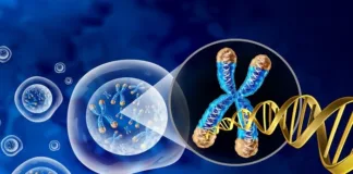 Century-old cancer chromosome puzzle solved by CRISPR