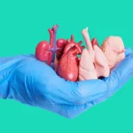 Miniature Human Organs in a Gloved Hand on Green