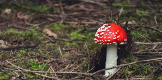 SA moves to treat depression with psychedelics