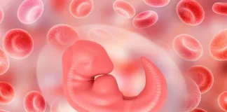 Scientists want to double 14-day limit for embryo experiments