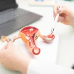 Freezing ovarian tissue could prevent menopause – Yale modelling study