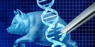 US team performs first pig-to-human kidney transplant