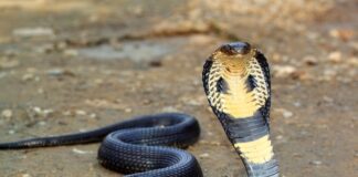 Common blood thinner could treat cobra venom – global study
