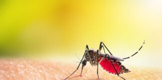 UK group to be given malaria for research purposes