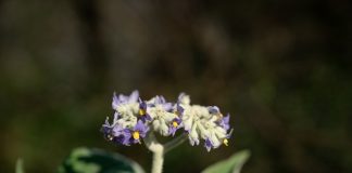 Common weed shows potential to fight cancer – SA study