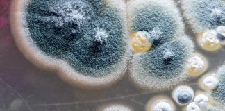 Facing the fungi – the next superbug threat