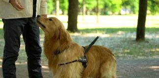 Dogs sniff out Parkinson’s years before symptoms – UK trial