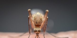 Africa braces for spike in mosquito-borne diseases after US cuts