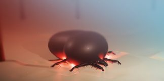 Tick bite disease triggering meat, dairy allergy, spreads