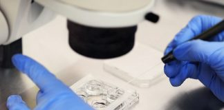 Scientists create human eggs using skin cells