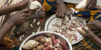Indigenous African foods might help fight diabetes – SA study